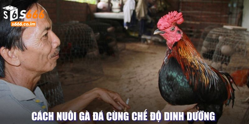 Chế độ ăn cân bằng trong cách nuôi gà đá 