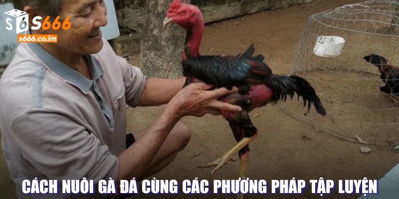 Kỹ năng luyện tập để chăm sóc chiến kê hiệu quả